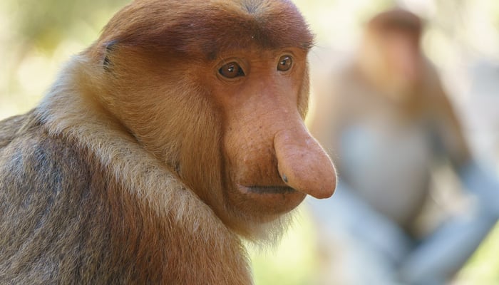 Proboscis monkeys near Sandakan, Malaysia