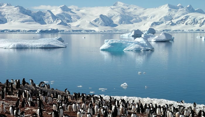 Penguin colony in Antarctica