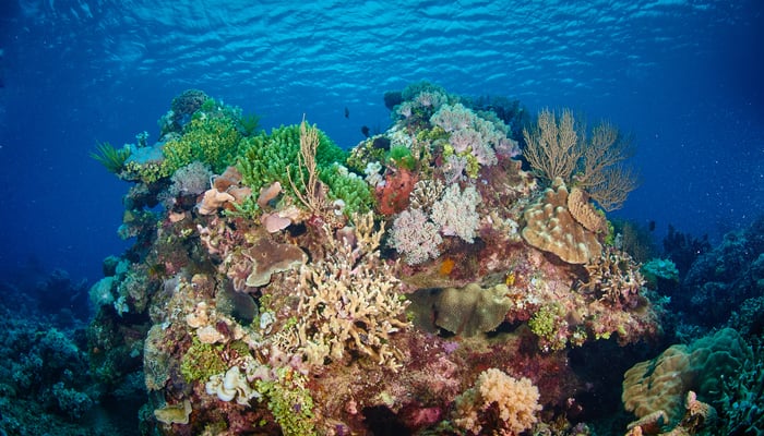 Reef off Birie Island, Indonesia