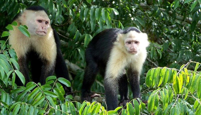 Capuchin monkeys, Gatun Lakes, Panama Canal
