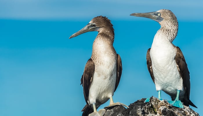 Blue footed boobies in Elizabeth Bay on Isabela, Galapagos
