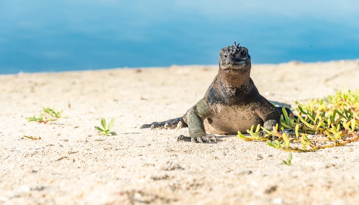 Marine iguana on Las Bachas beach, Santa Cruz, Galapagos