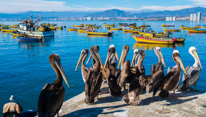 Pelicans in Coquimbo, Chile