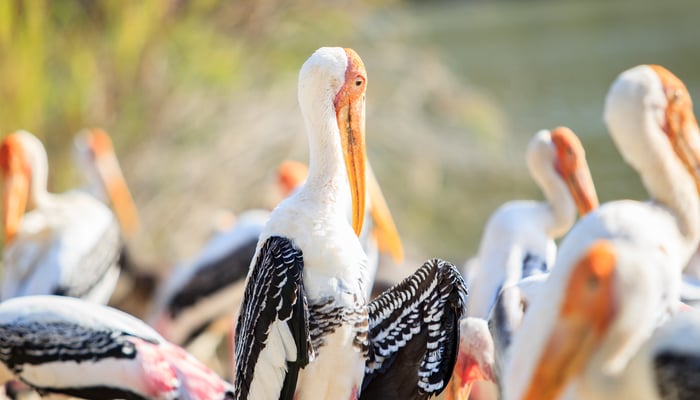 Painted storks in Bundala National Park, Sri Lanka