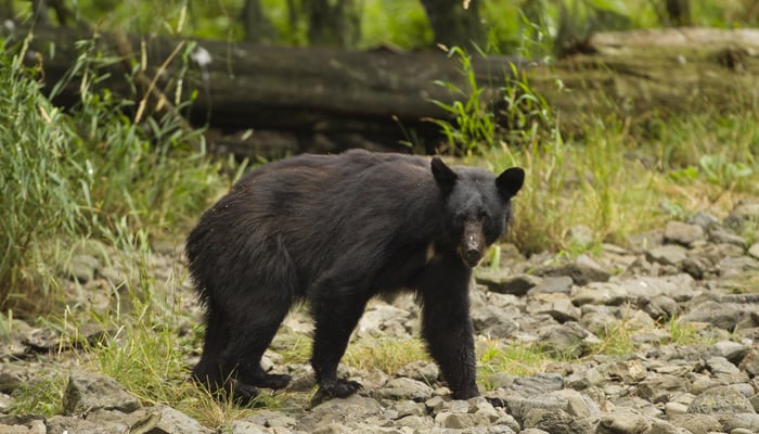 Black bear near Kake, Kupreanof Island