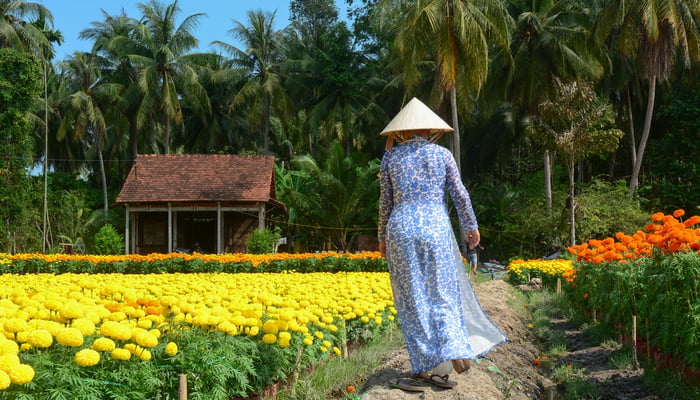 Flower plantation in Sa Dec, Vietnam
