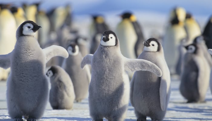 Antarctica cruises - Emperor penguin chicks