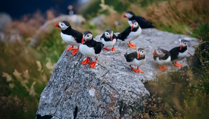Atlantic puffins on Runde Island, Norway