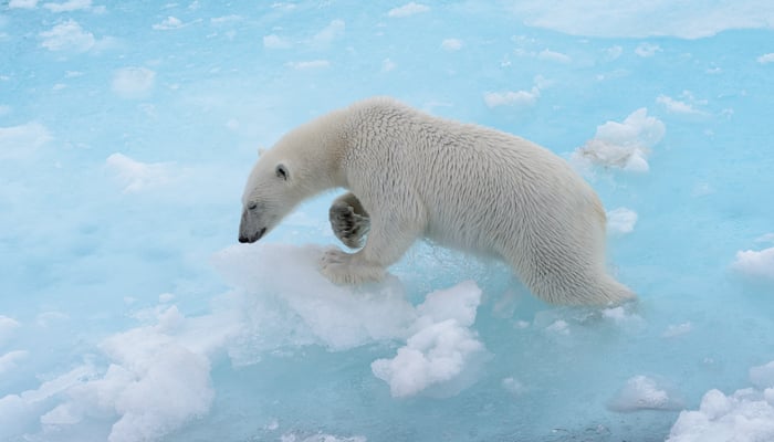 see a polar bear on a svalbard cruise in the arctic