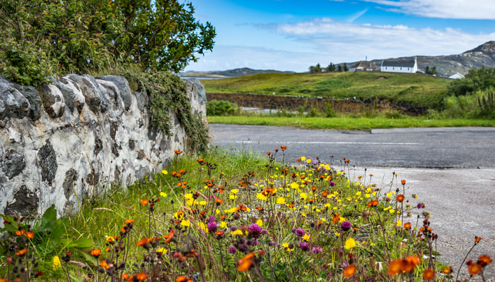 Wildflowers in Lochmaddy, North Uist, Scotland