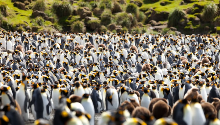 King penguins on Macquarie Island, Australia