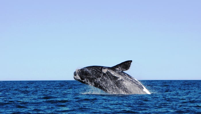 Whale off the coast of Puerto Madryn, Argentina