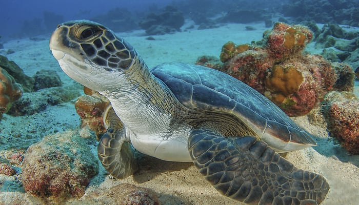 Sea turtle, Coco Island, Costa Rica