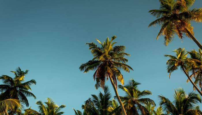 Palm trees on Alphonse Atoll, Seychelles