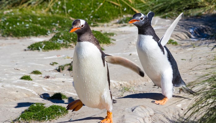 Gentoo penguins on New Island, Falklands