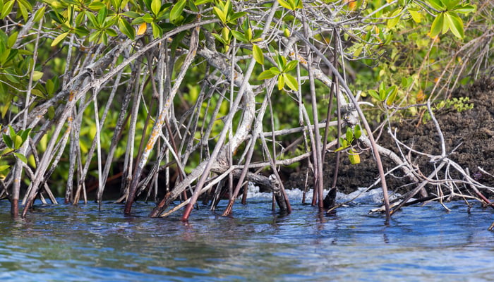 Magrove on Isla Eden, Santa Cruz, Galapagos