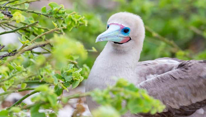Red-footed booby on Genovesa island, Galapagos
