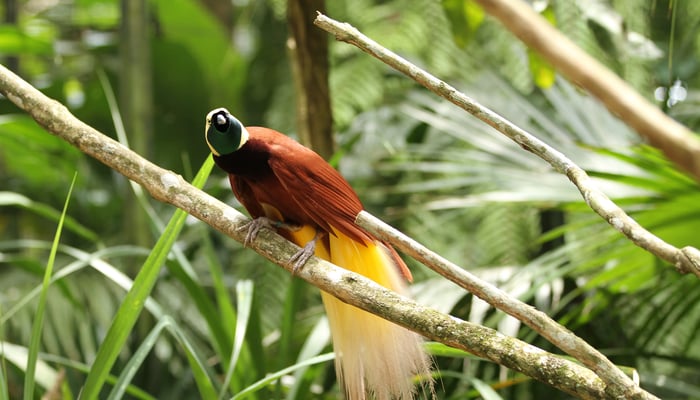 Bird of paradise, Papua New Guinea