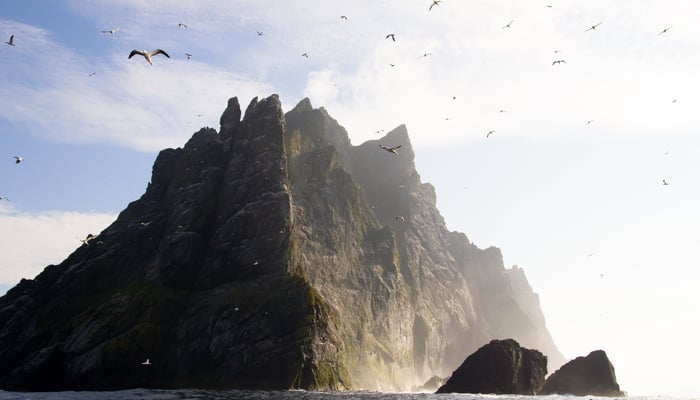 Gannets on St Kilda, Scotland