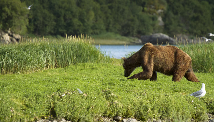Grizzly bear in Geographic Harbor, Alaska