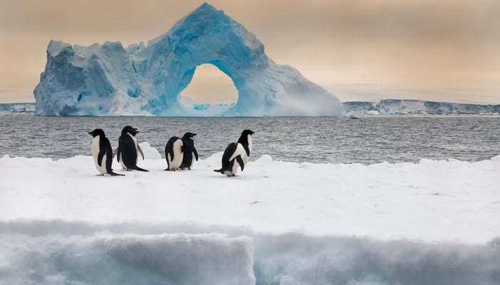see adelie penguins on a polar cruise in Antarctica
