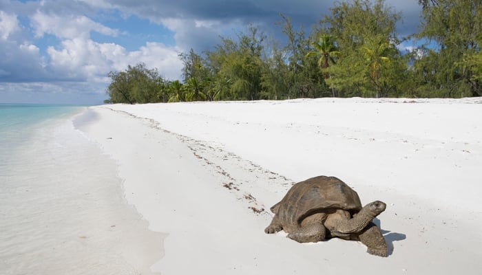Giant tortoise on Aldabra Atoll, Seychelles