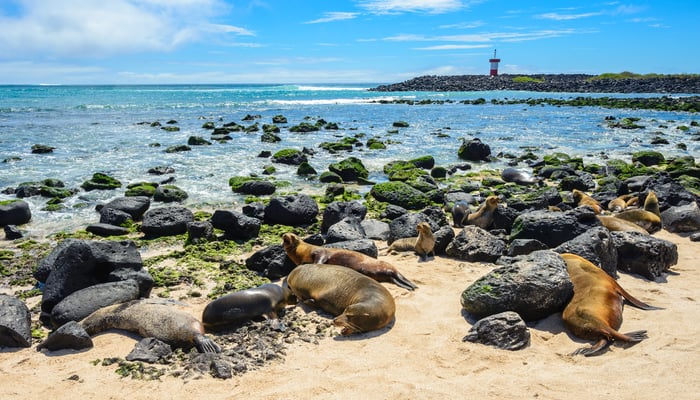 Fur seals on Punta Carola beach, San Cristobal, Galapagos