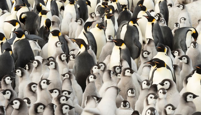 Emperor penguins and chicks on Snow Hill, Antarctica
