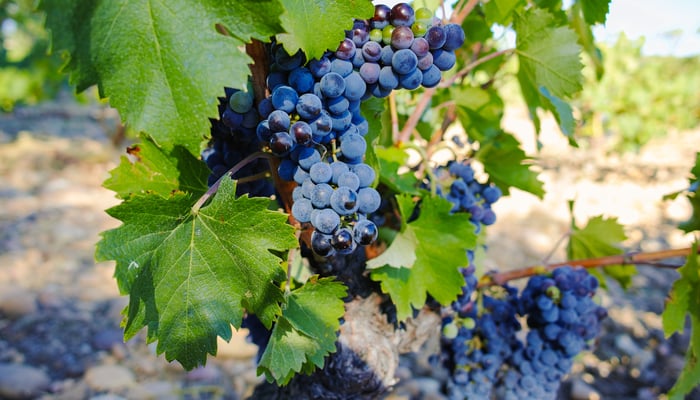 Vineyards in Chateauneuf-du-Pape, France