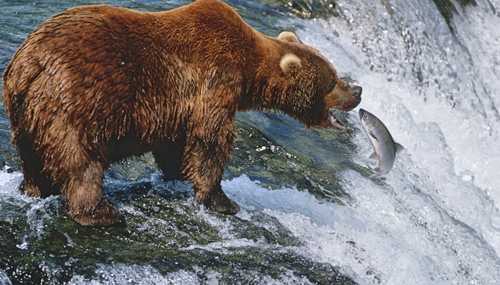 Brown bear in Katmai National Park, Alaska