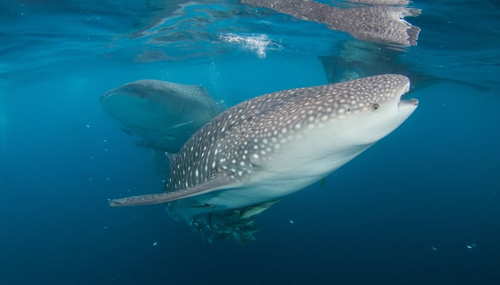 Whale shark, Triton Bay, West Papua, Indonesia