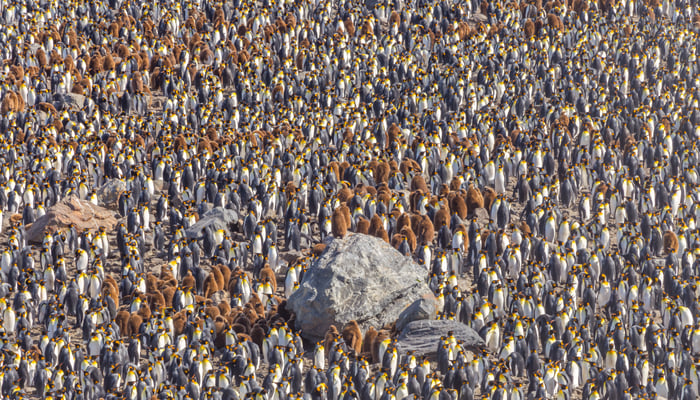 King penguins, St Andrew's Bay, South Georgia