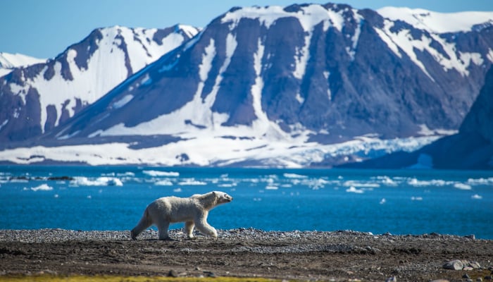 Polar bear in Spitsbergen, Svalbard archipelago