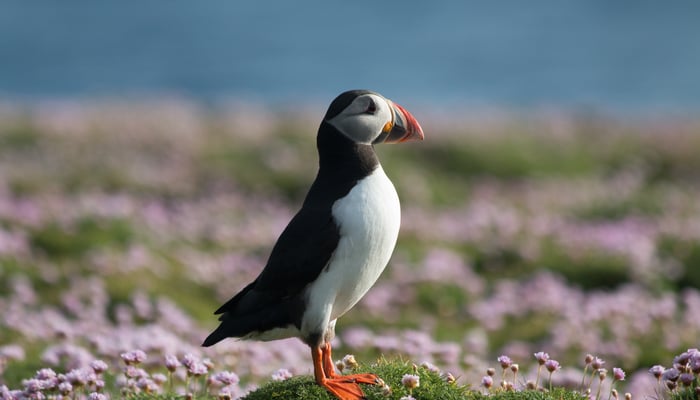 Puffin on Fair Isle, Scotland