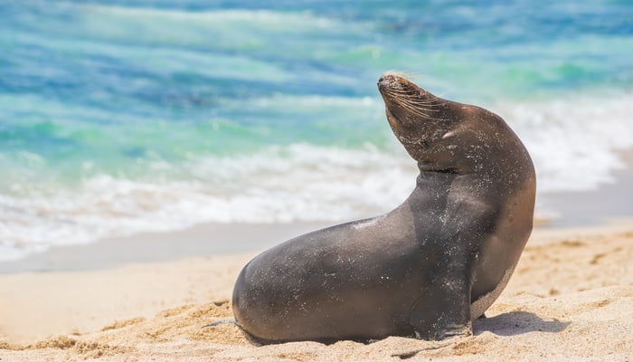 Sea lion on Gardner Bay, Española island, Galapagos
