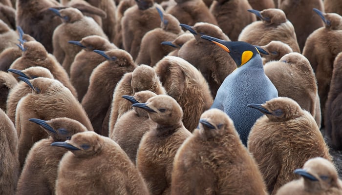 King penguin chicks at Volunteer Point, Falkland Islands