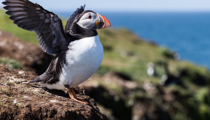 Puffin on Lunga island, Scotland