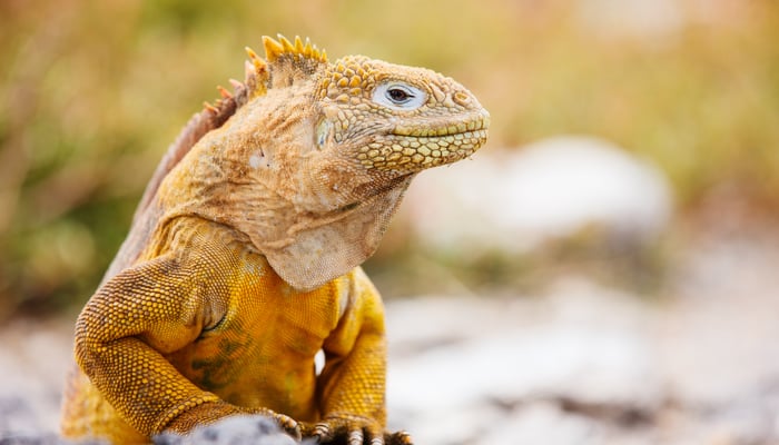 Galapagos land iguana