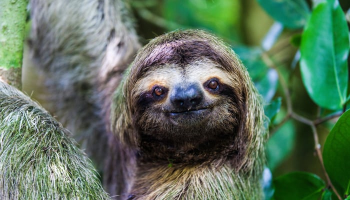 Sloth in Manuel Antonio National Park, Costa Rica