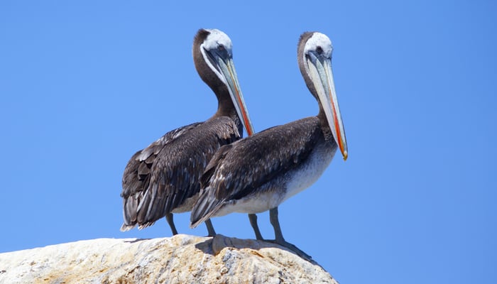 Pelicans on Isla Pan de Azucar, Chile