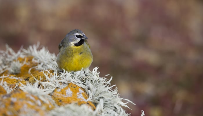 White-bridled finch on Steeple Jason island, Falklands