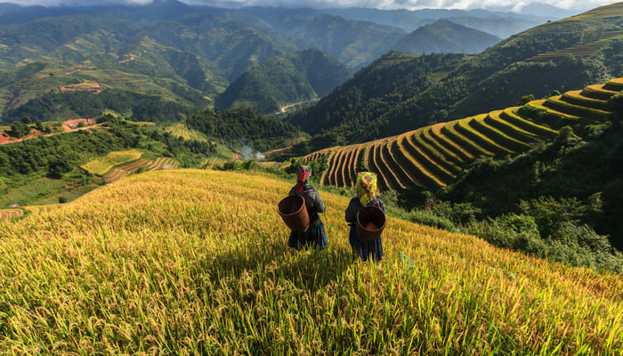 Vietnam & Cambodia expedition cruises - Sapa rice terraces