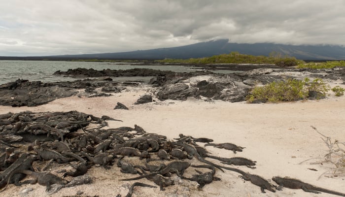 Marine iguanas at Punta Espinoza on Fernandina, Galapagos