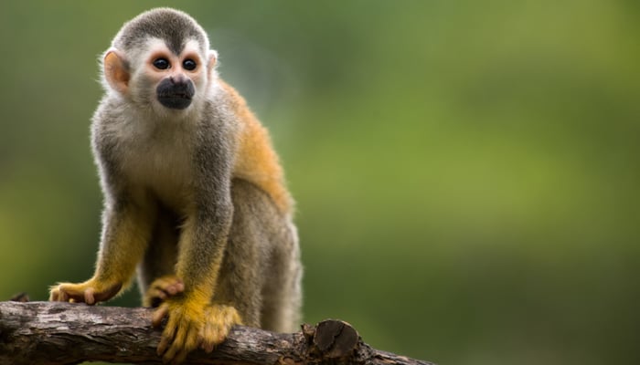 Squirrel monkey in Costa Rica