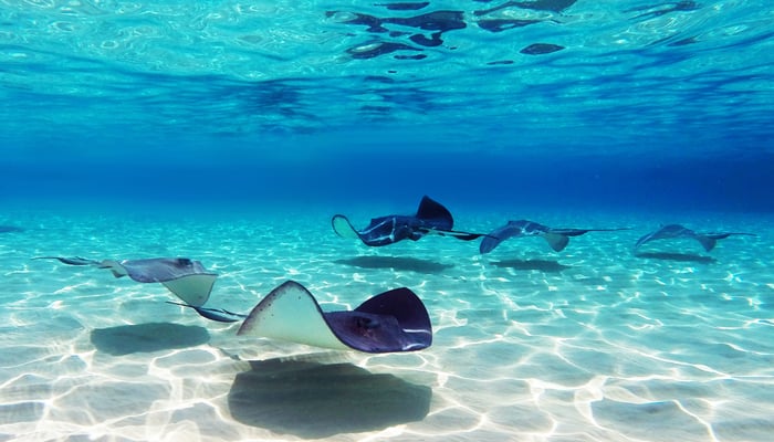 Stingray City, Cayman Islands