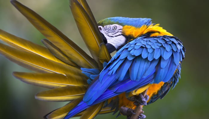 Amazon river cruises - Blue and yellow macaw