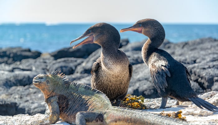Flightless cormorants and marine iguana on Fernandina Island, Galapagos