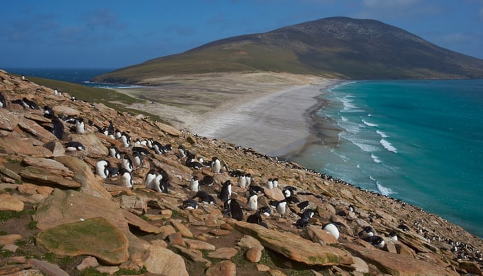 Rockhopper penguins on The Neck, Saunders Island, Falklands