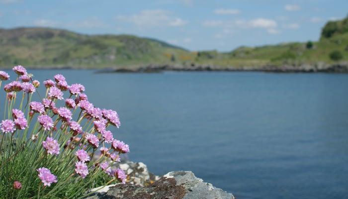 Flowers in Tayvallich, Scotland