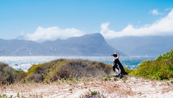 A penguin in Cape Town, one of the highlights of a South Africa cruise